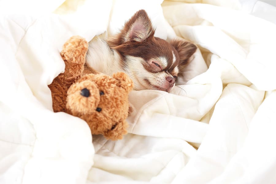 お家と変わらない自由さを。愛犬とベッドでの就寝もOK